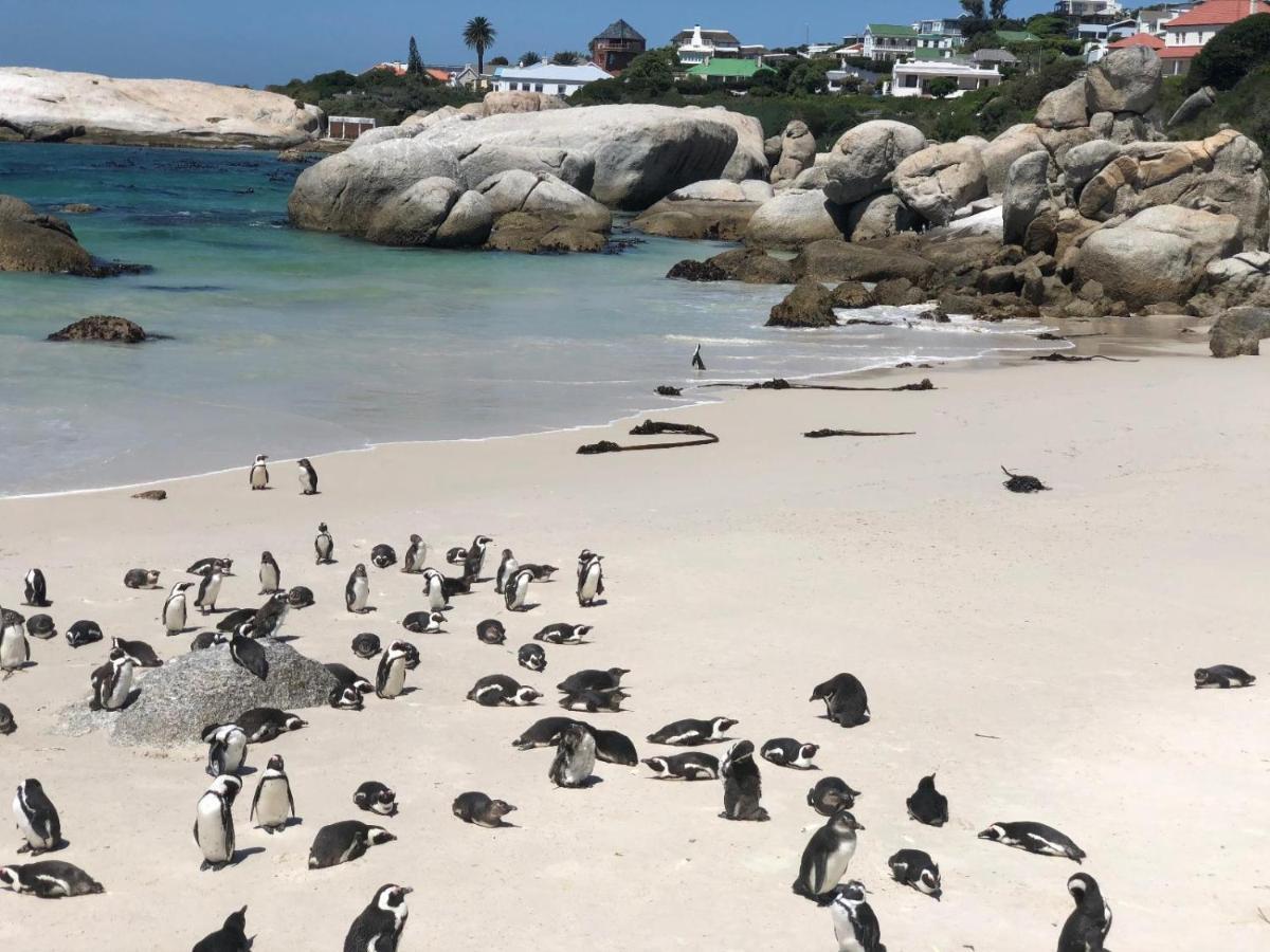 Cape Capsules Otel Muizenberg Dış mekan fotoğraf